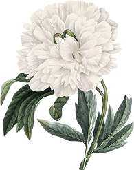 Ornaments
